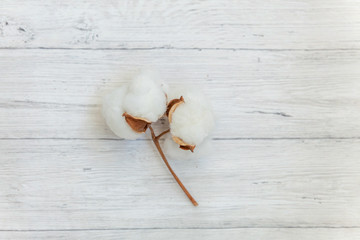 Beautiful white cotton flowers on rustic old vintage white wooden flat lay background. Fabric cloth softness natural organic farm allergy concept