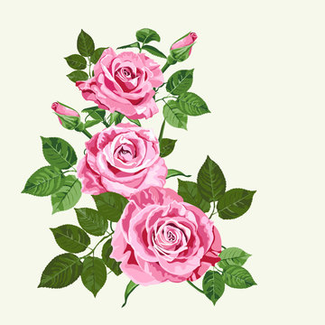 Bright pink roses on pale green background