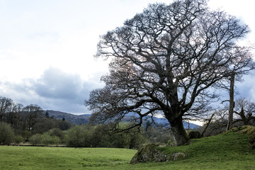 Tree in Cumbria