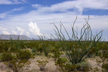 Ocotillo in the Desert
