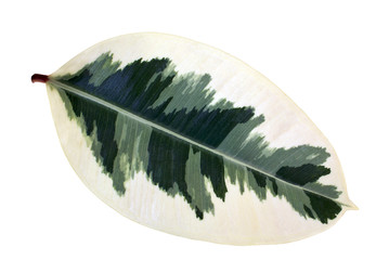 Leaf of white ficus De Gantel