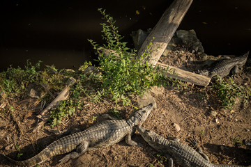 Un jour avec des dinosaures