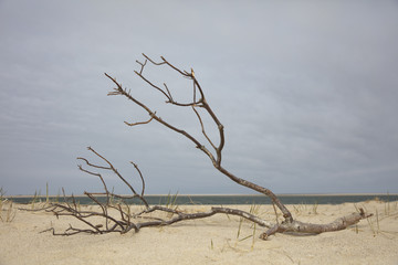 Beach (Cape Cod USA)