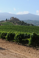  イタリア、トスカーナの秋のぶどう収穫風景