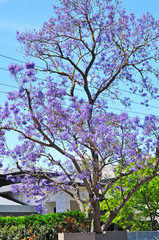 Blooming Blue Jacaranda Tree in Adelaide, Australia
