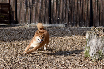 柴犬・ドッグラン・走る