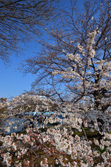 水元公園の桜