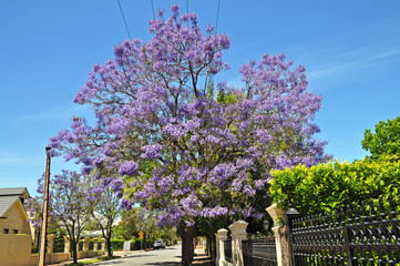 Blooming Blue Jacaranda Tree in Adelaide, Australia
