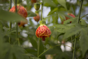 Isloated view of a open Chinese lantern bloom. Also known as Abutilon pictum, Redvein Abutilon, Red Wildin Indian Mallow, Redvein Flowering Maple, flowering maple  and dancing red tiger.  Native to so