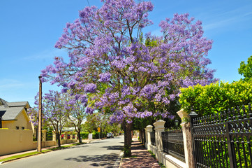 Little suburban street full of green trees. Adelaide, Australia