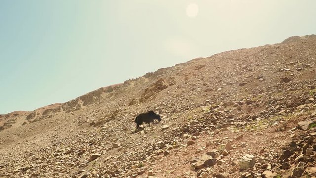 Wild mountain goat on rocky mountain in Kazakhstan