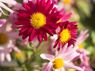Obraz premium Magenta Chrysanthemum Flowers in the garden