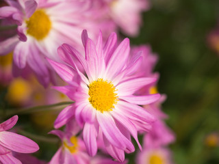 Close up of Pink and yellow Chrysanthemum flowers