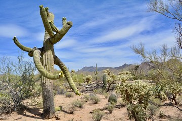 Flowering Saguaro Cactus Arizona Sonoran Desert 