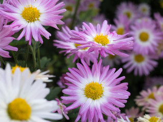 Obraz premium Pink and white mums in bloom at Central Park