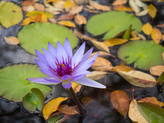 Bright Purple water lily blooming