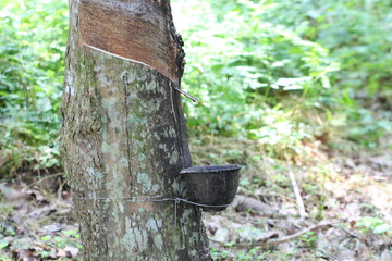 Rubber tree garden in Thailand