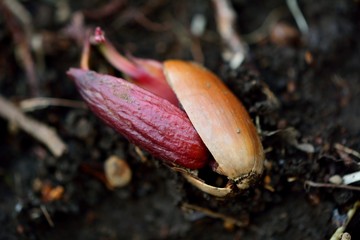 ドングリの発芽