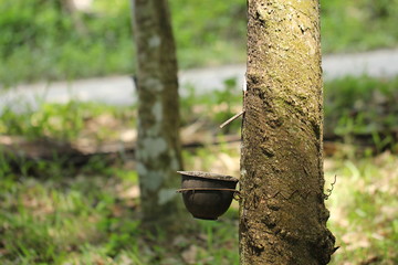 Rubber tree garden in Thailand