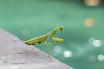 Praying mantis, mantis religiosa , close up. Bali, Indonesia