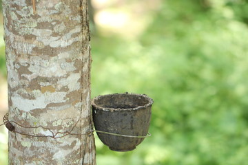 Rubber tree garden in Thailand