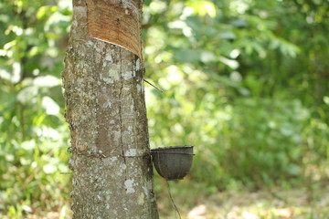 Rubber tree garden in Thailand