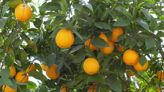 Tree with ripe oranges