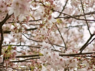 Obraz premium Cherry Blossoms in the Spring, Vancouver, British Columbia