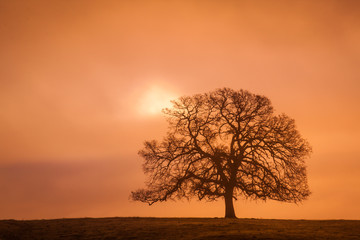 Lonely Bare Oak