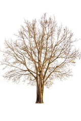 single of dry tree isolate on white background