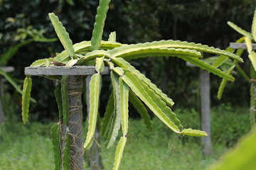 Dragon fruit field