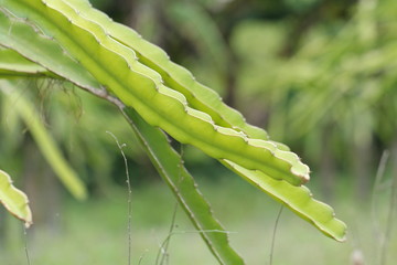 Dragon fruit field