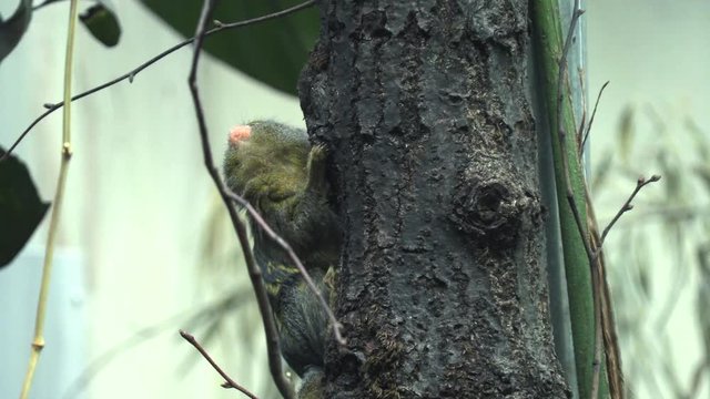 A small monkey hides behind a tree