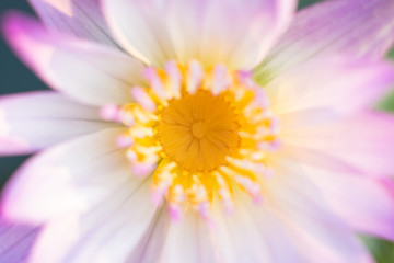 Obraz premium yellow pollen of pink lotus