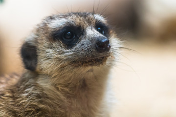 Fototapeta premium Meerkat