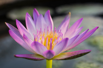 purple lotus blooming