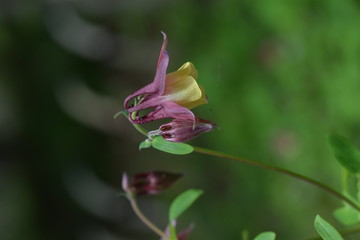 Columbine