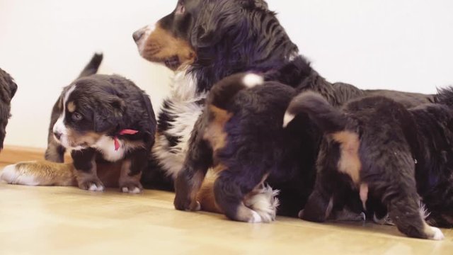 Close up. Bernese sheepdogs puppies sucking milk from mother bitch breast