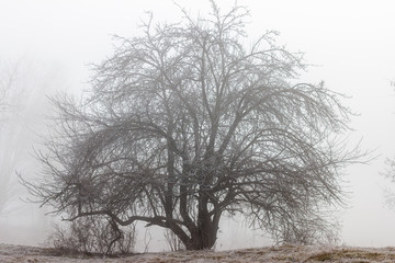A lone tree on a foggy morning.