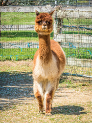 Obraz premium Photo of furry alpaca