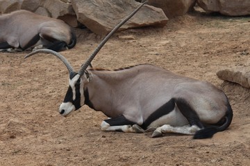 Animal,  lives in a zoo at Thailand.