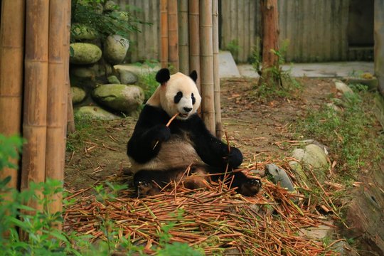 パンダ のストック写真 ロイヤリティフリーの画像 ベクター およびビデオ Adobe Stock パンダ のストック写真 ロイヤリティフリーの画像 ベクター およびビデオ Adobe Stock