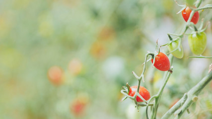 Fototapeta premium hydroponic fresh tomato branch with water stains in greenhouse
