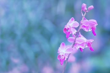 Small purple orchid  flower  blooming  in nature