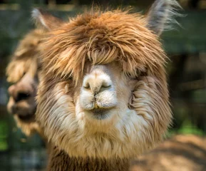 Foto op Plexiglas Photo of furry alpaca © oldmn