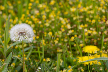 春の風物詩　たのぽぽの綿毛