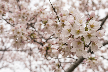 spring flower trees