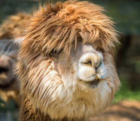 Photo of furry alpaca © oldmn