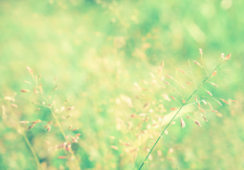 grass flower spring nature wallpaper  relax photo  background