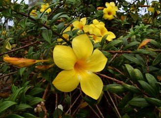 Common allamanda, Golden trumpet, Golden trumpet vine, Yellow bell flower with natural green background
